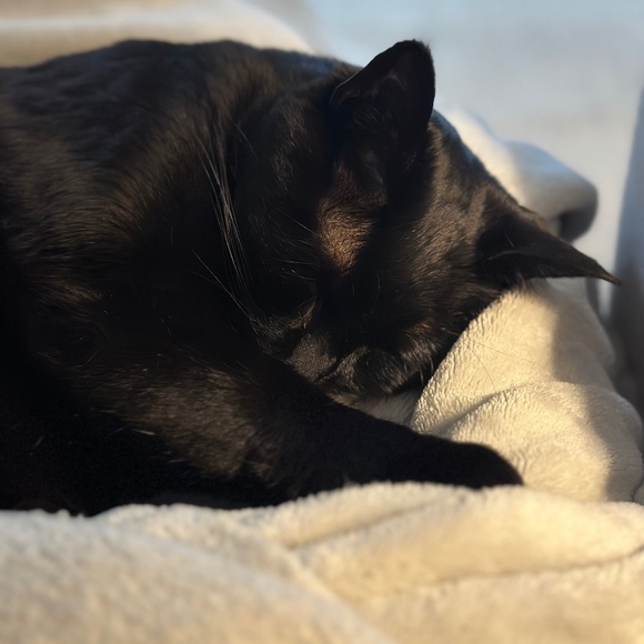 Meet your Posher, Allison - Picture 1 of 1